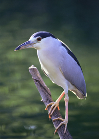 black crowned night heron nesting pairs cape may new jersey